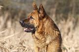 BERGER ALLEMAND 862